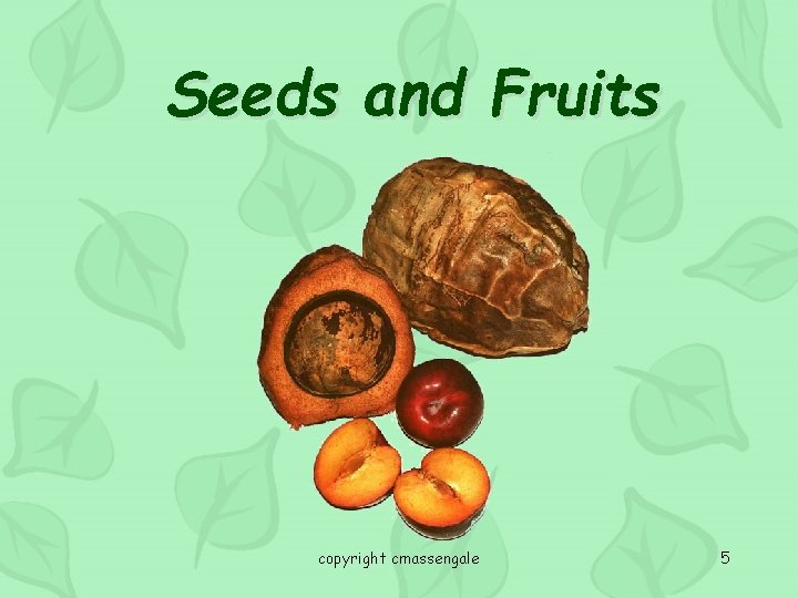 Seeds and Fruits copyright cmassengale 5 