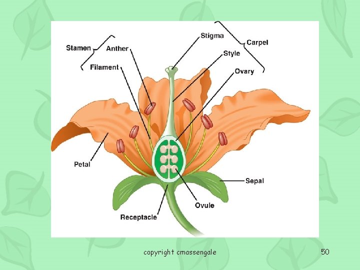 copyright cmassengale 50 