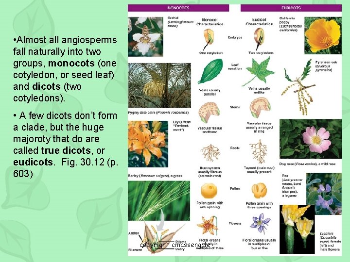  • Almost all angiosperms fall naturally into two groups, monocots (one cotyledon, or