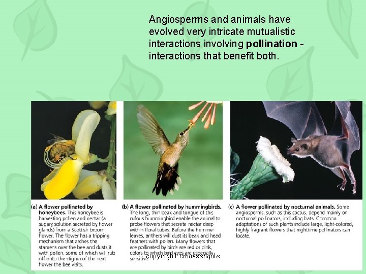 Angiosperms and animals have evolved very intricate mutualistic interactions involving pollination interactions that benefit