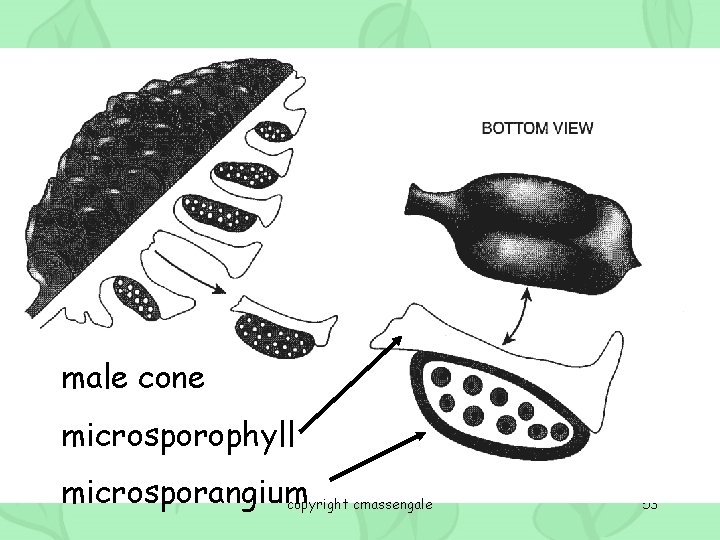 male cone microsporophyll microsporangium copyright cmassengale 53 