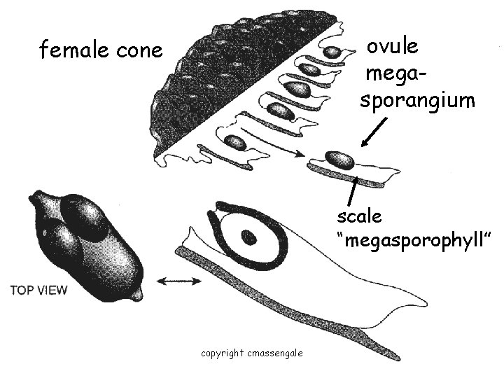 ovule. megasporangium female cone scale “megasporophyll” copyright cmassengale 54 