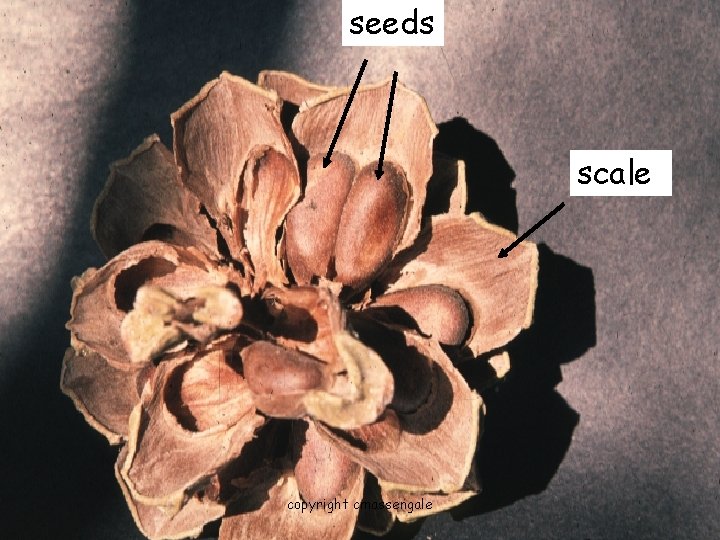 seeds scale copyright cmassengale 55 