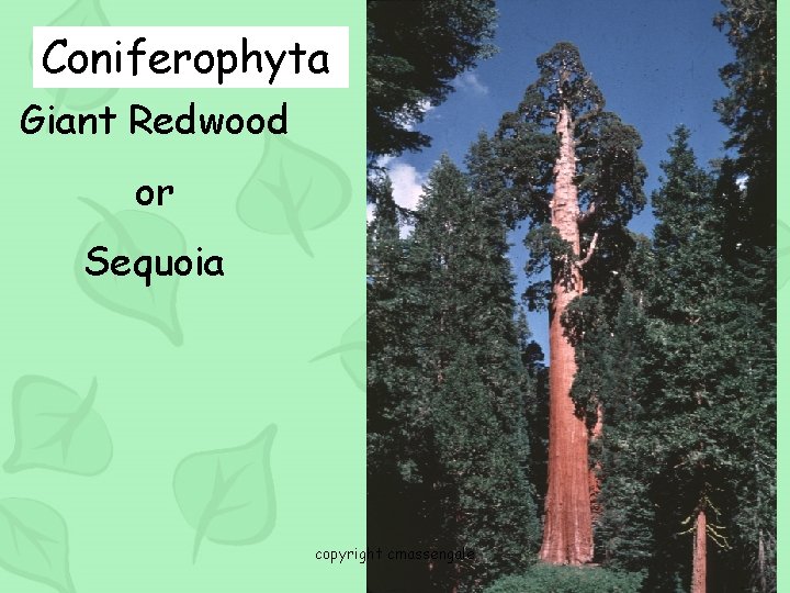 Coniferophyta Giant Redwood or Sequoia copyright cmassengale 56 