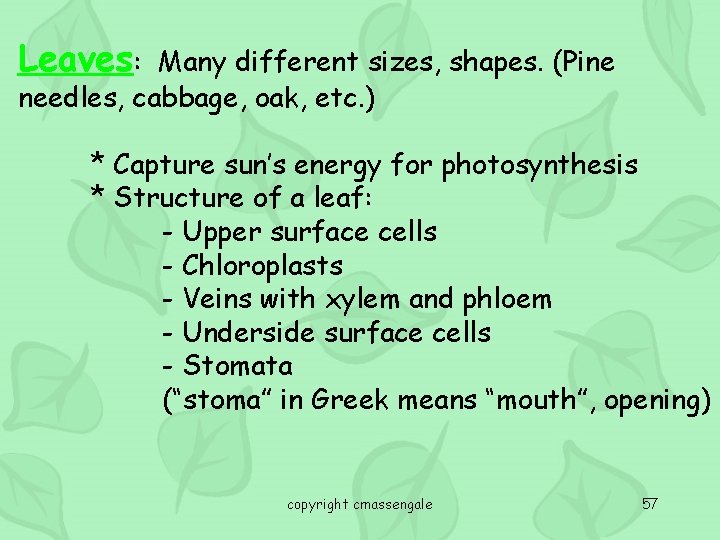 Leaves: Many different sizes, shapes. (Pine needles, cabbage, oak, etc. ) * Capture sun’s