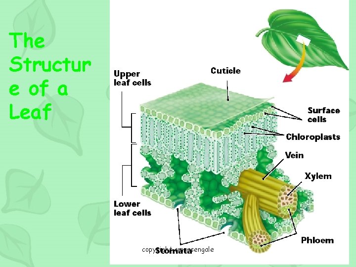 The Structur e of a Leaf copyright cmassengale 58 
