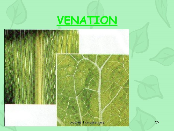 VENATION copyright cmassengale 59 
