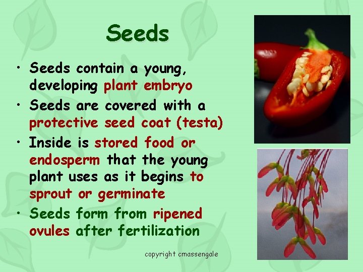 Seeds • Seeds contain a young, developing plant embryo • Seeds are covered with