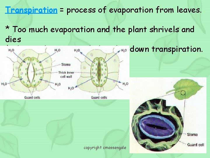 Transpiration = process of evaporation from leaves. * Too much evaporation and the plant