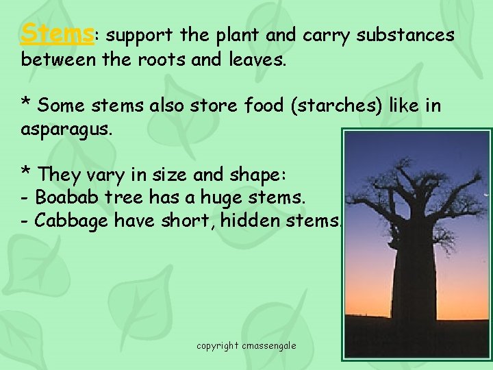 Stems: support the plant and carry substances between the roots and leaves. * Some