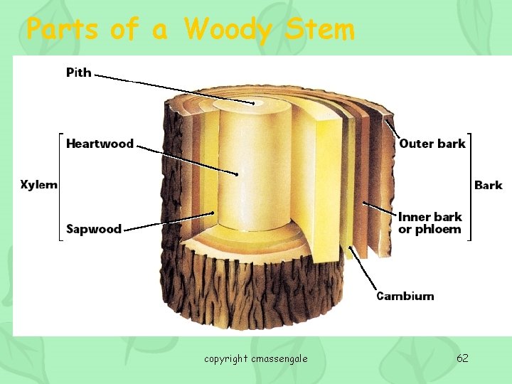 Parts of a Woody Stem copyright cmassengale 62 