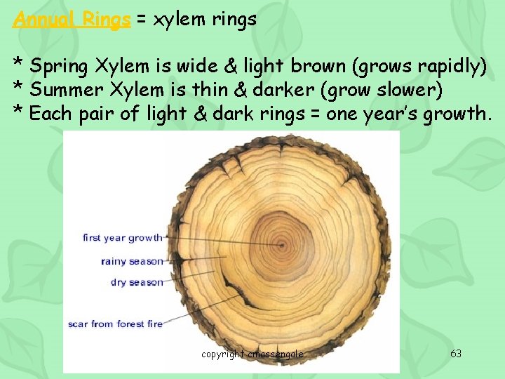 Annual Rings = xylem rings * Spring Xylem is wide & light brown (grows