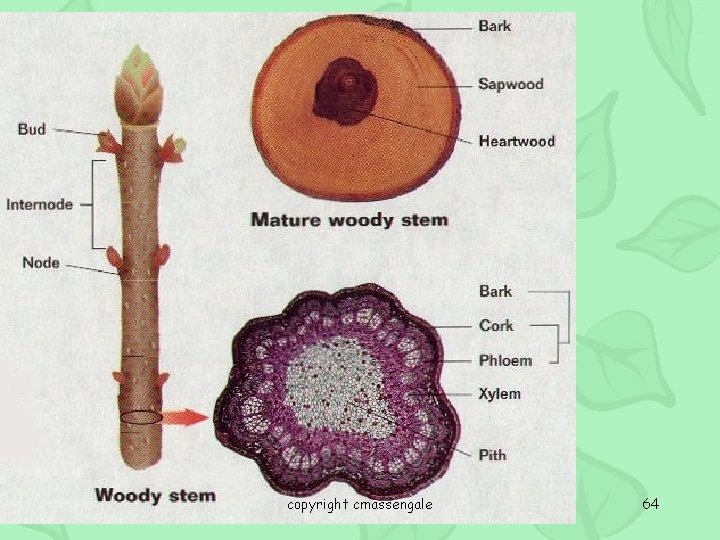 copyright cmassengale 64 