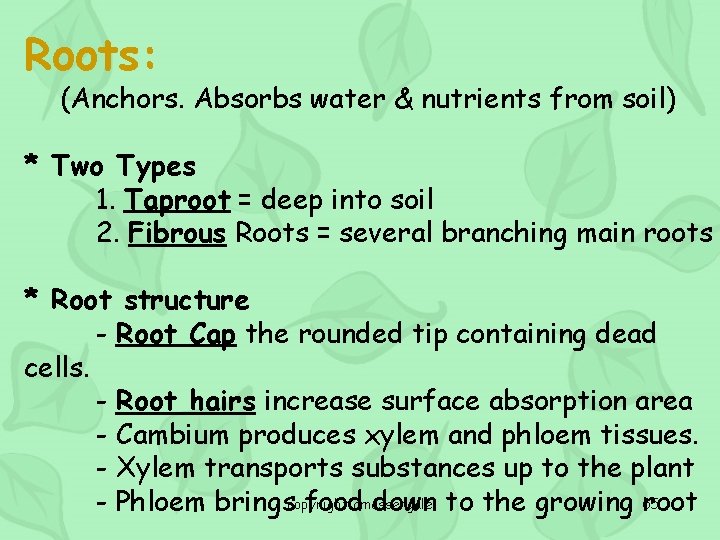 Roots: (Anchors. Absorbs water & nutrients from soil) * Two Types 1. Taproot =