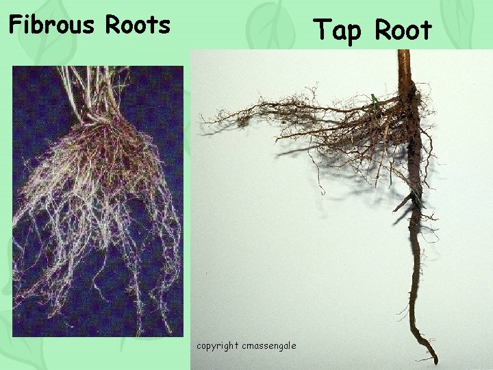 Fibrous Roots Tap Root copyright cmassengale 66 