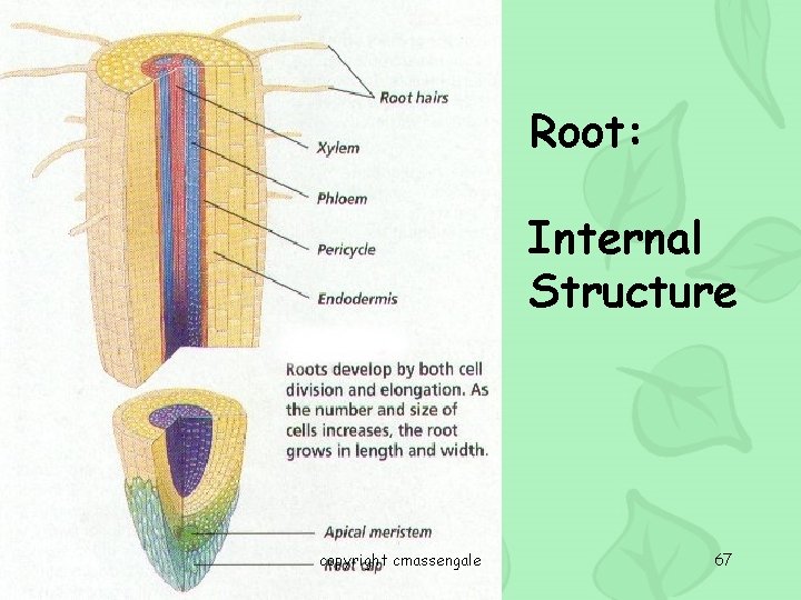 Root: Internal Structure copyright cmassengale 67 