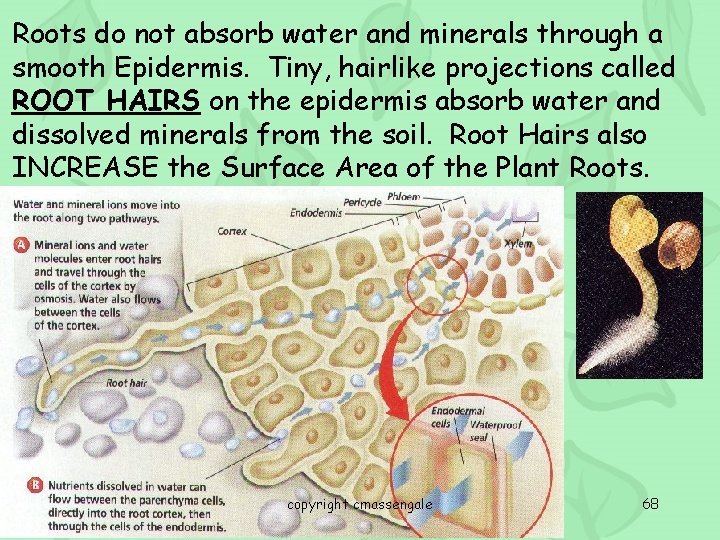 Roots do not absorb water and minerals through a smooth Epidermis. Tiny, hairlike projections