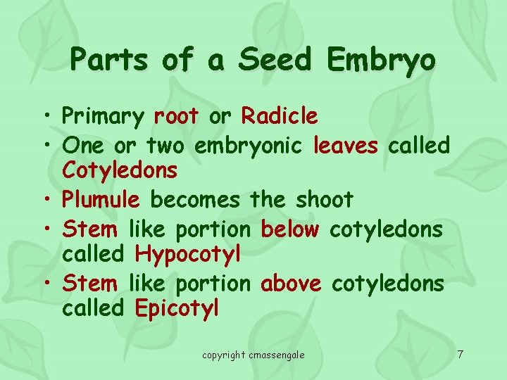 Parts of a Seed Embryo • Primary root or Radicle • One or two