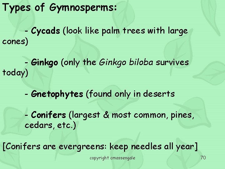 Types of Gymnosperms: - Cycads (look like palm trees with large cones) - Ginkgo