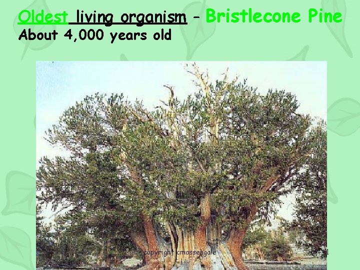 Oldest living organism – Bristlecone Pine About 4, 000 years old copyright cmassengale 71
