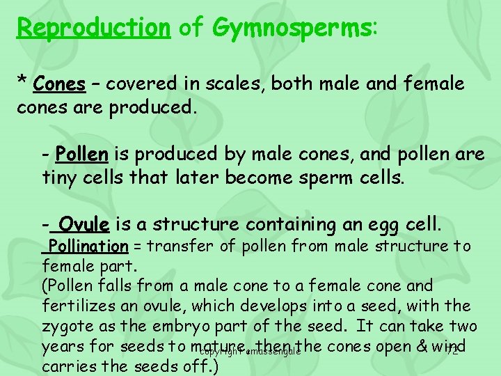 Reproduction of Gymnosperms: * Cones – covered in scales, both male and female cones