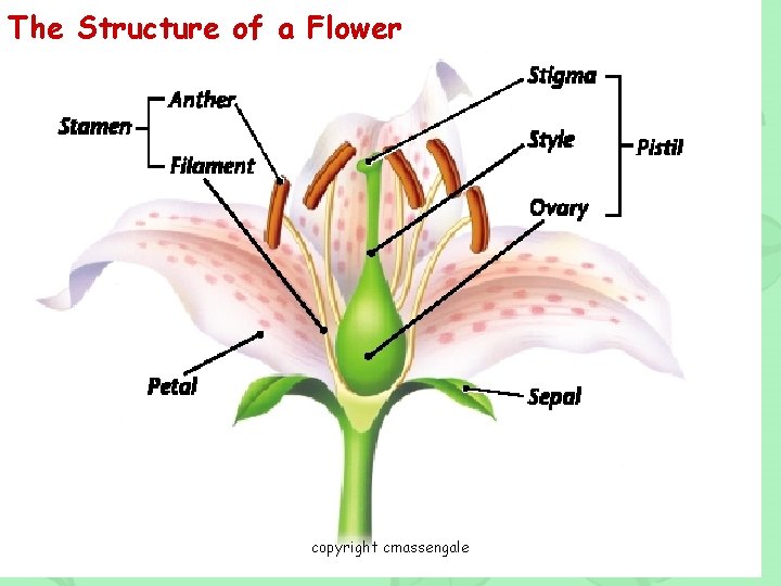 The Structure of a Flower copyright cmassengale 75 