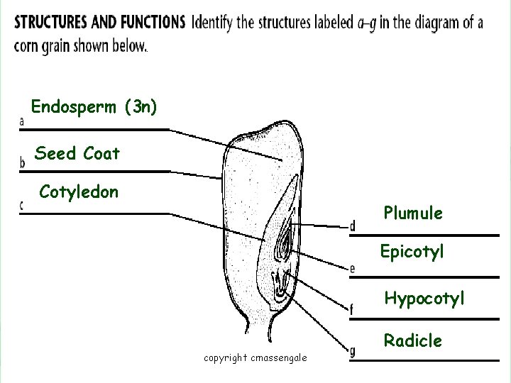 Endosperm (3 n) Seed Coat Cotyledon Plumule Epicotyl Hypocotyl copyright cmassengale Radicle 8 