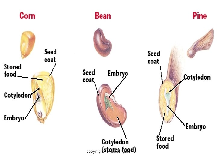 copyright cmassengale 9 