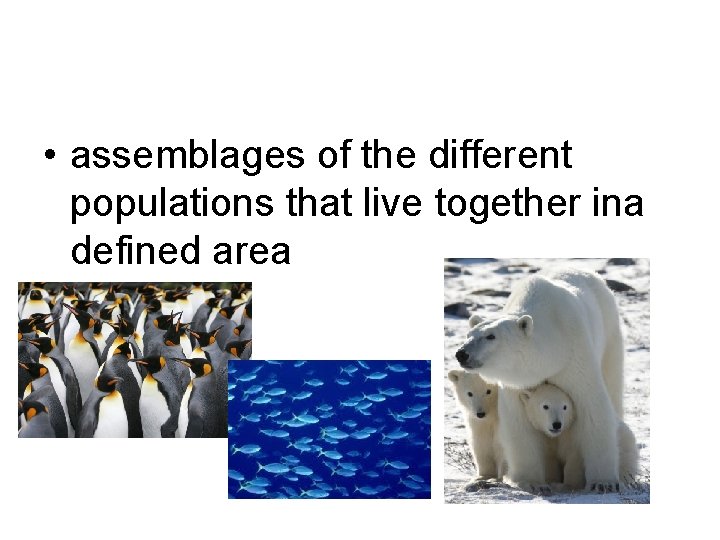  • assemblages of the different populations that live together ina defined area 