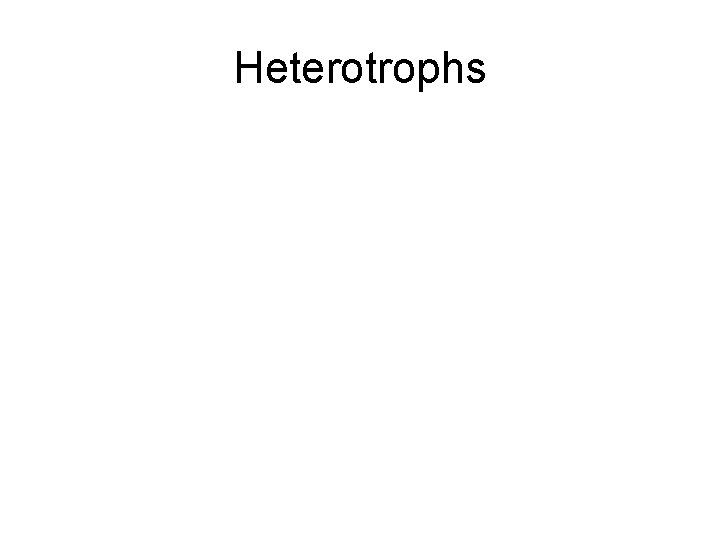 Heterotrophs 