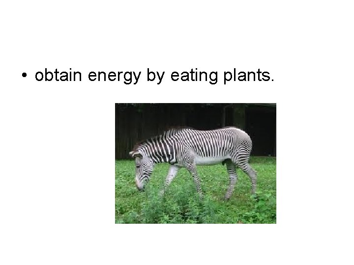  • obtain energy by eating plants. 