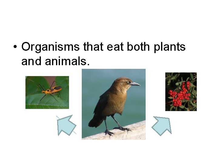  • Organisms that eat both plants and animals. 