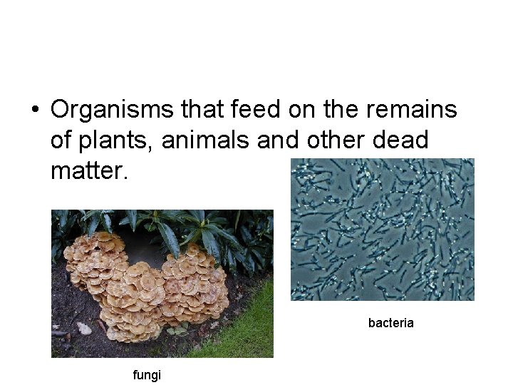  • Organisms that feed on the remains of plants, animals and other dead