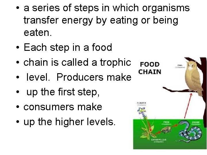  • a series of steps in which organisms transfer energy by eating or