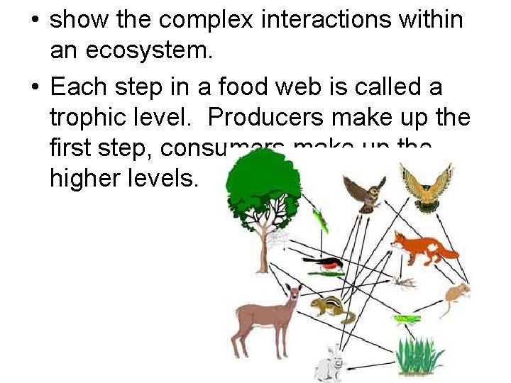  • show the complex interactions within an ecosystem. • Each step in a