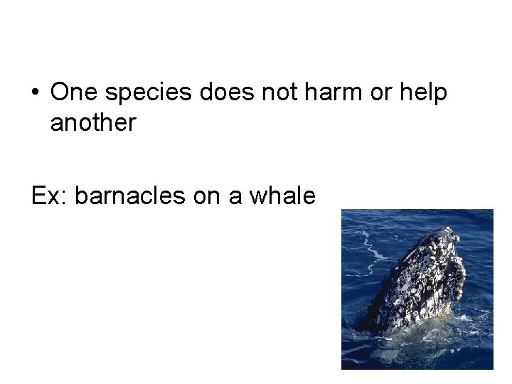  • One species does not harm or help another Ex: barnacles on a