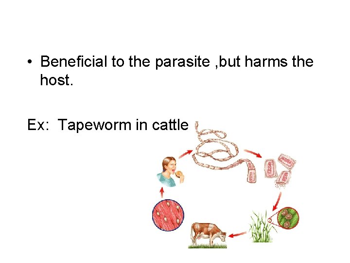  • Beneficial to the parasite , but harms the host. Ex: Tapeworm in