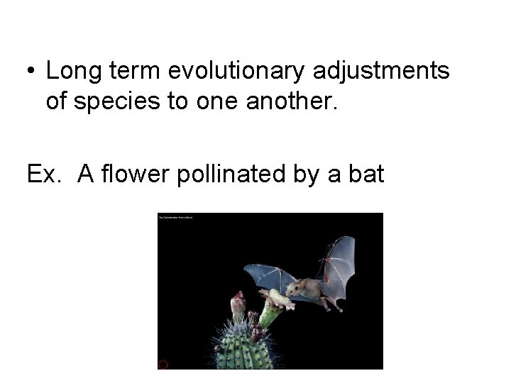  • Long term evolutionary adjustments of species to one another. Ex. A flower