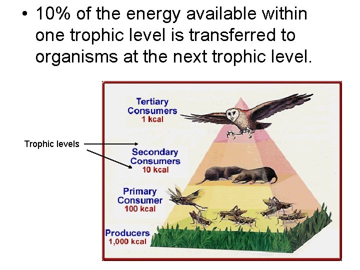  • 10% of the energy available within one trophic level is transferred to