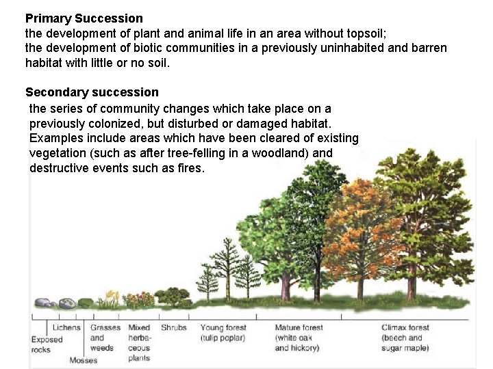 Primary Succession the development of plant and animal life in an area without topsoil;