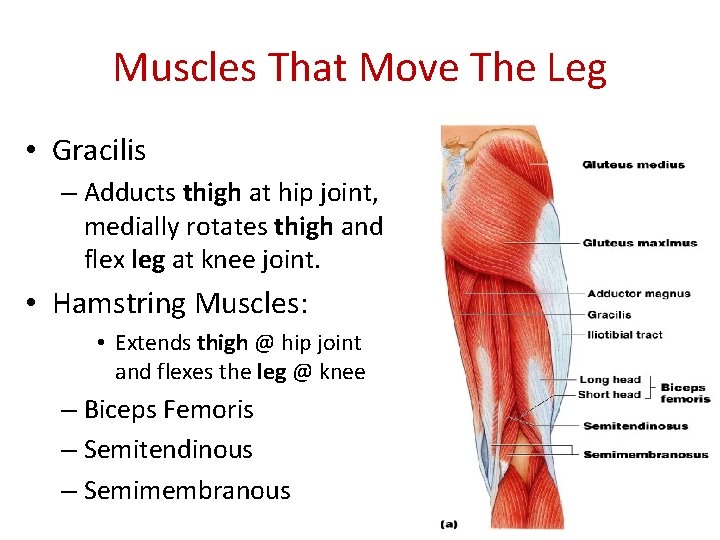 Muscles That Move The Leg • Gracilis – Adducts thigh at hip joint, medially