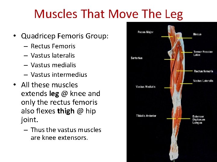 Muscles That Move The Leg • Quadricep Femoris Group: – – Rectus Femoris Vastus