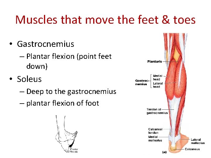 Muscles that move the feet & toes • Gastrocnemius – Plantar flexion (point feet