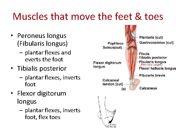 Muscles that move the feet & toes • Peroneus longus (Fibularis longus) – plantar