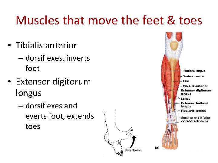 Muscles that move the feet & toes • Tibialis anterior – dorsiflexes, inverts foot