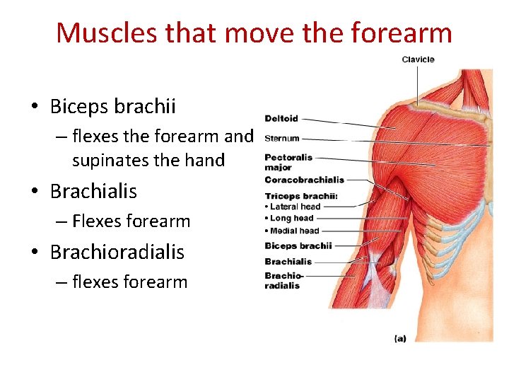Muscles that move the forearm • Biceps brachii – flexes the forearm and supinates