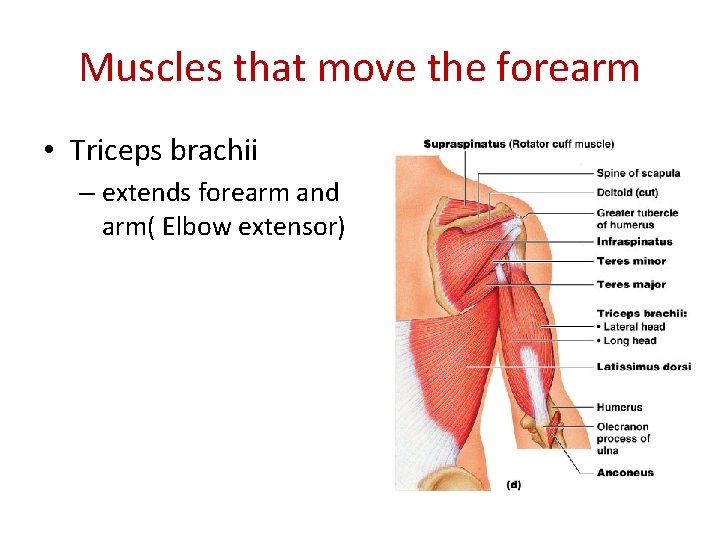 Muscles that move the forearm • Triceps brachii – extends forearm and arm( Elbow