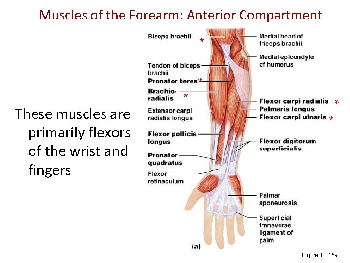 Muscles of the Forearm: Anterior Compartment * * * These muscles are primarily flexors