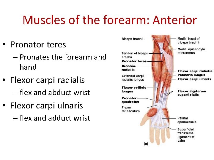 Muscles of the forearm: Anterior • Pronator teres – Pronates the forearm and hand
