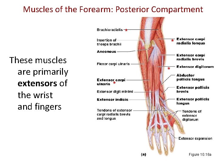 Muscles of the Forearm: Posterior Compartment * * These muscles are primarily extensors of
